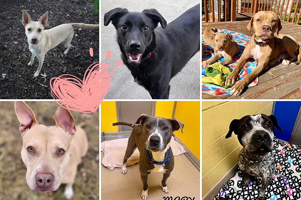 Meet 6 Long-Term Dog Residents at Rochester, MN's Paws and Claws