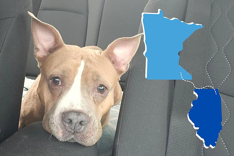Minnesota Animal Rescue Helps Reunite Chicago Man with His Dog