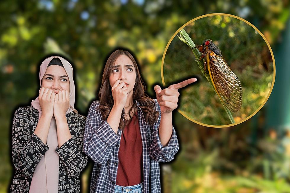 Billions of Cicadas Set to Swarm Iowa and Wisconsin this Summer