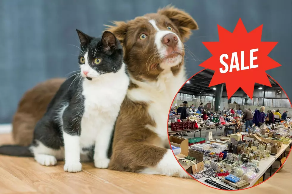 THIS WEEKEND: Huge Garage Sale in Support of Animals in Need in Rochester, MN