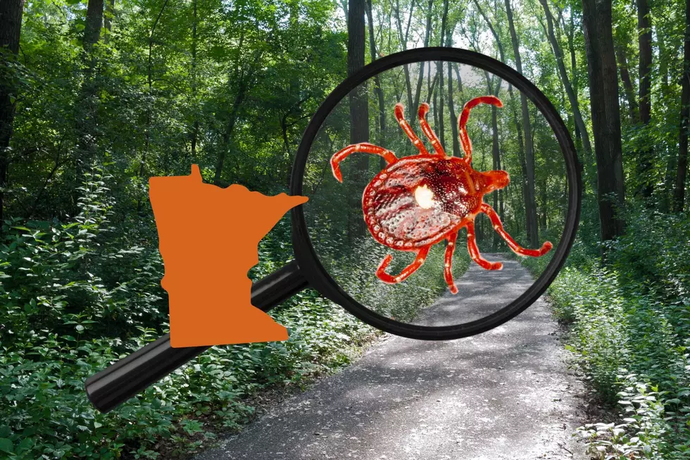 Minnesota&#8217;s First Lone Star Tick of the Year Found, Here&#8217;s Where