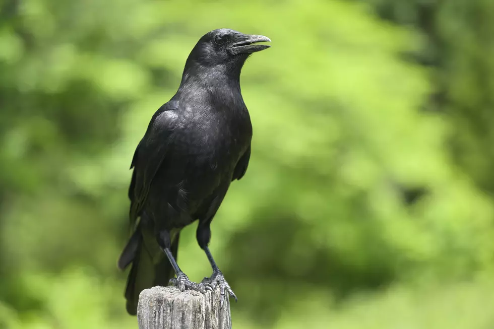American Crow (Corvus brachyrhynchos) in Cades Cove of Great Smoky Mountains, TN, USA