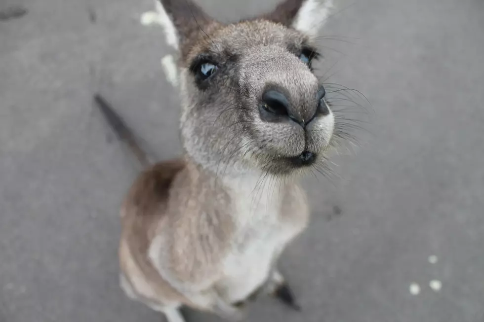 kangaroo looking into the camera