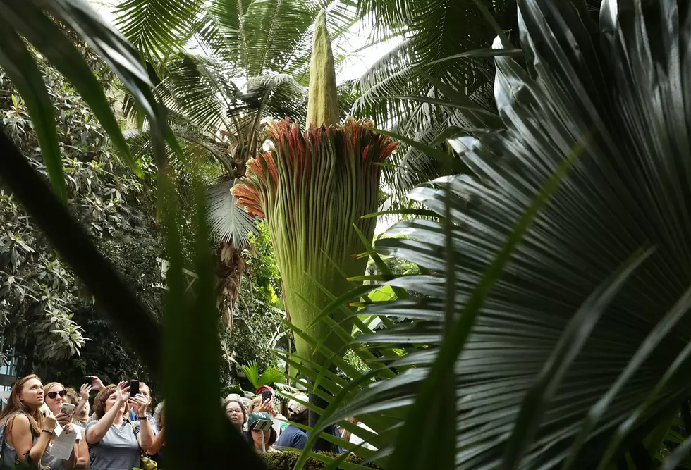 "Corpse Flower" Blooms In D.C. Spreading Its Stink And Drawing In Tourists To Botanical Gardens