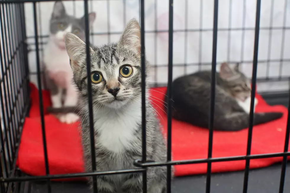 Little kittens in a cage of a shelter
