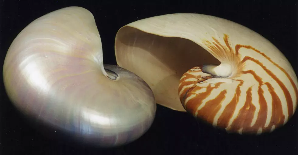 nautilus shells