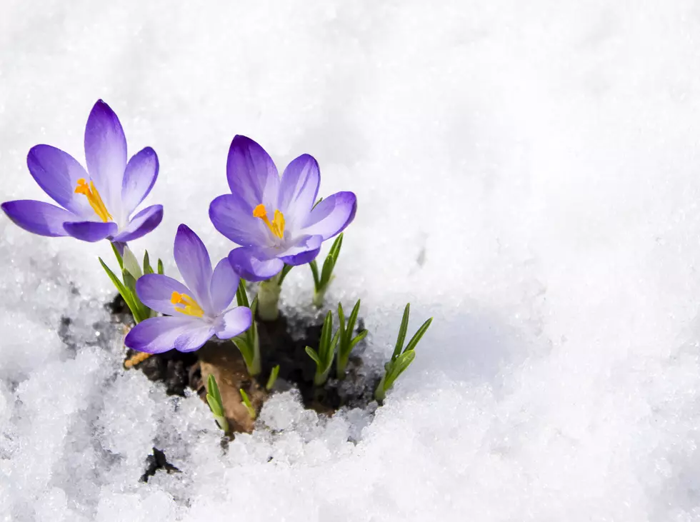 crocuses in snow