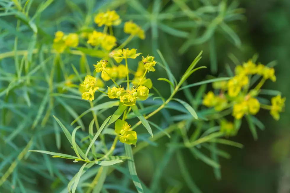 Yellow flowers of Euphorbia esula, close-up. green spurge, leafy spurge.