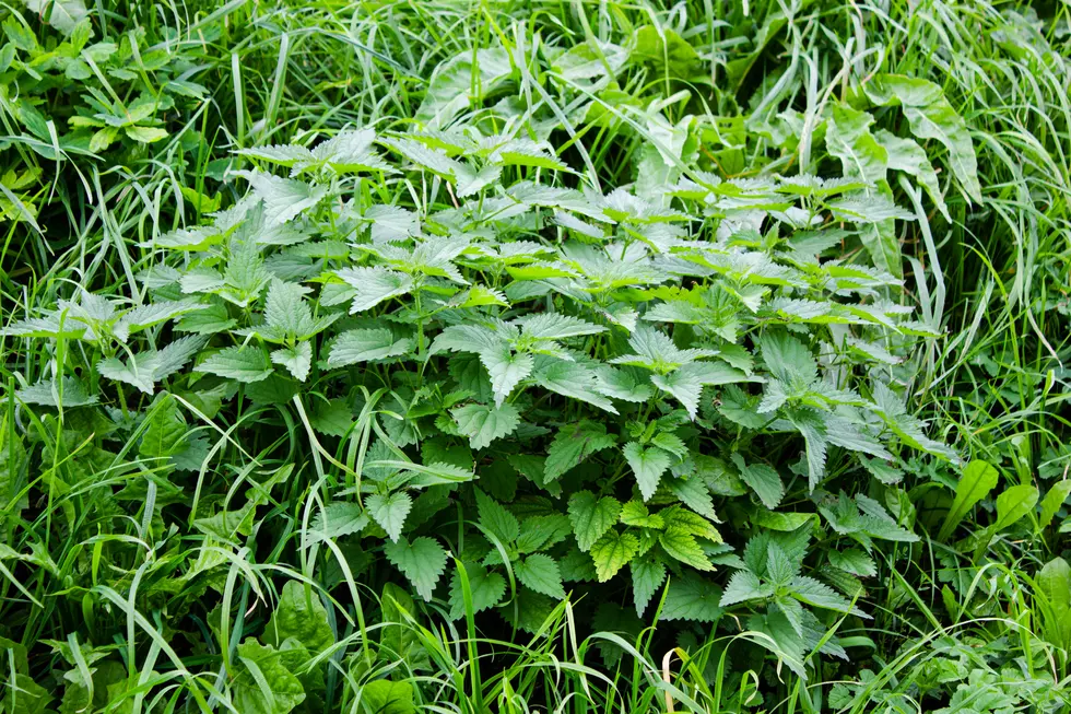 Nettle bush. Green nettle leaves.