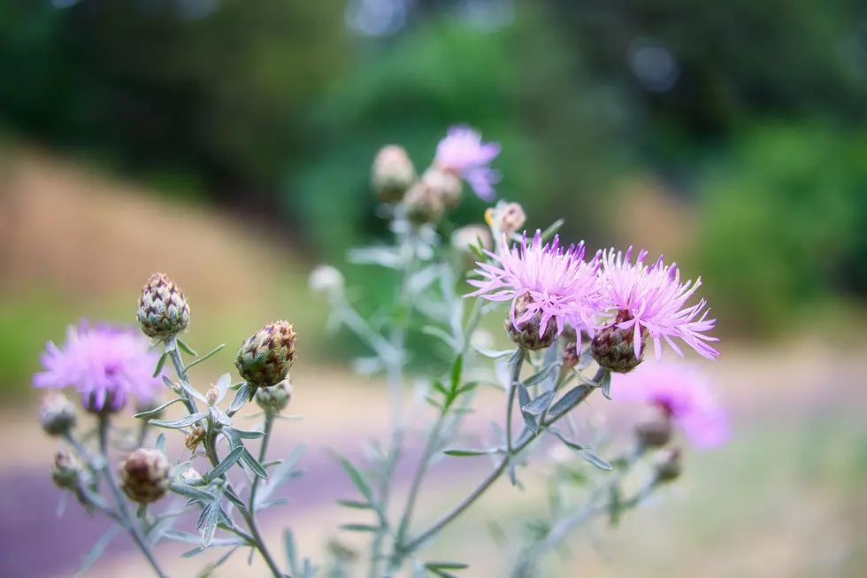 Pink spotted knapweed flowers