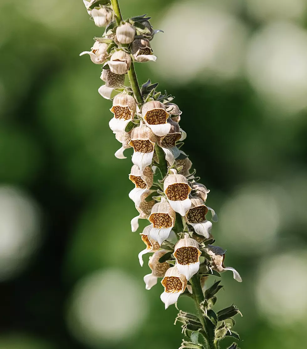 Grecian foxglove