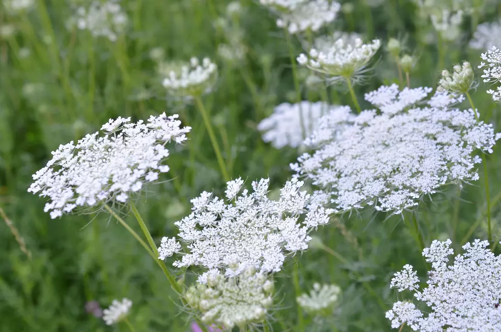 Hemlock Flower