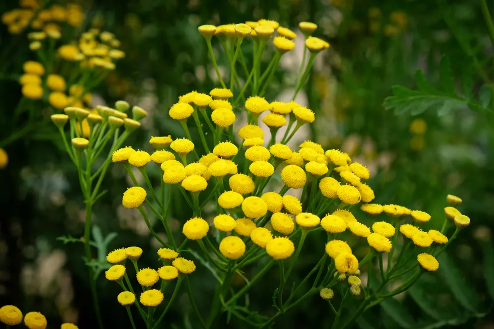Yellow Common tansy, or golden buttons, in flower
