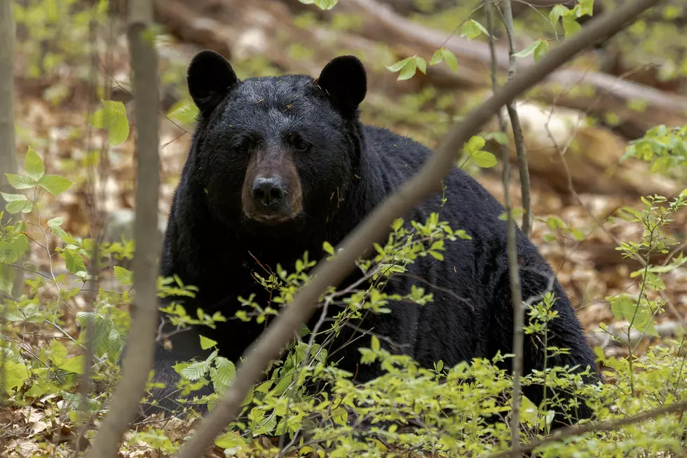 a black bear behind some brush in the woods
