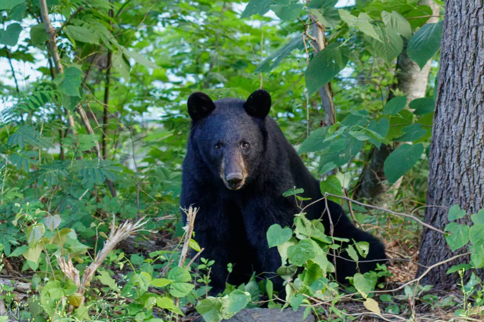 a black bear sitting in the woods