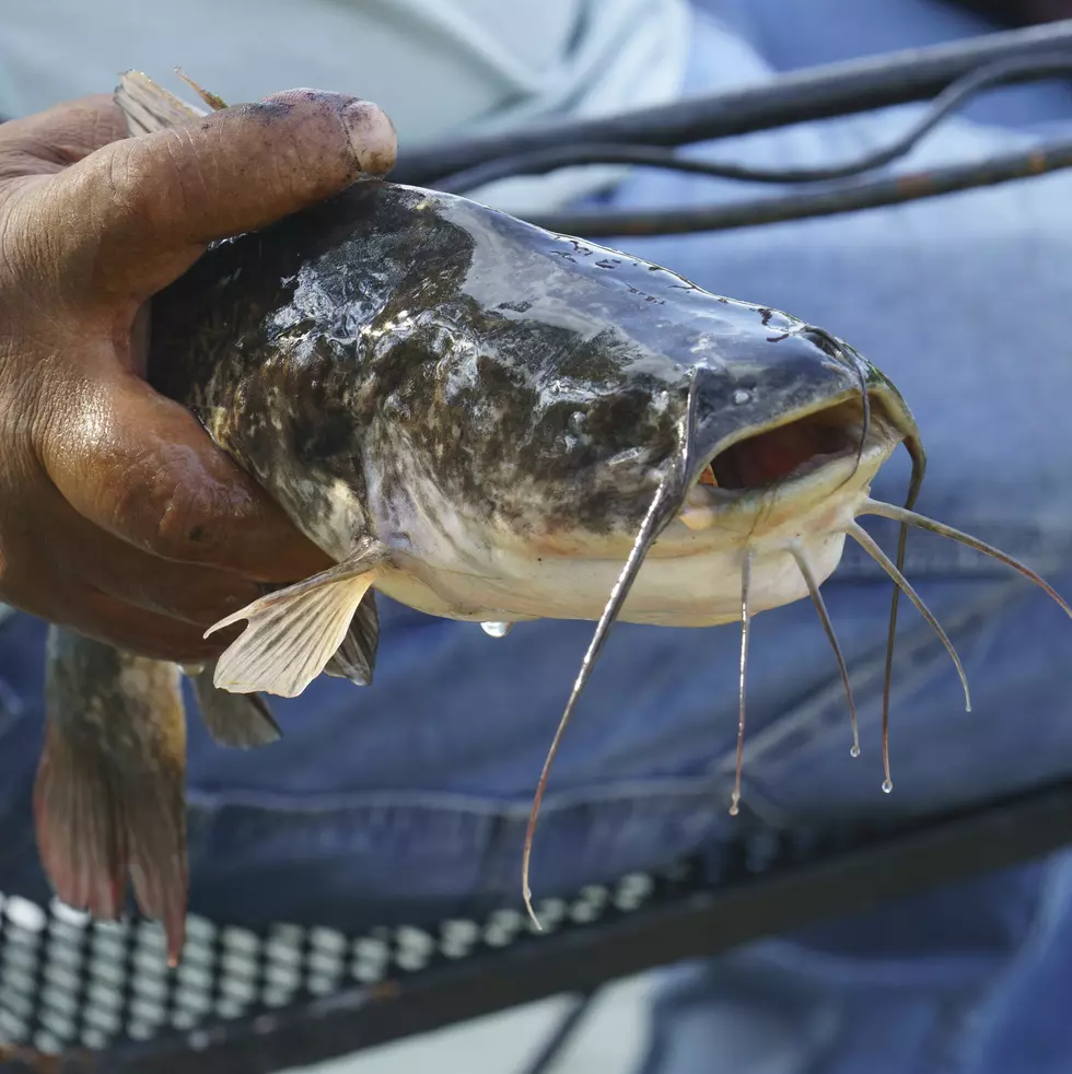 A Brown Bullhead is a catfish