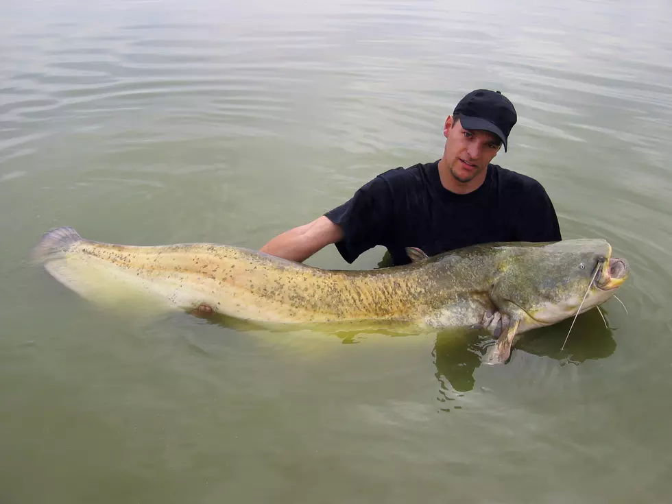 Catfish fishing, catch of fish, fishing scene