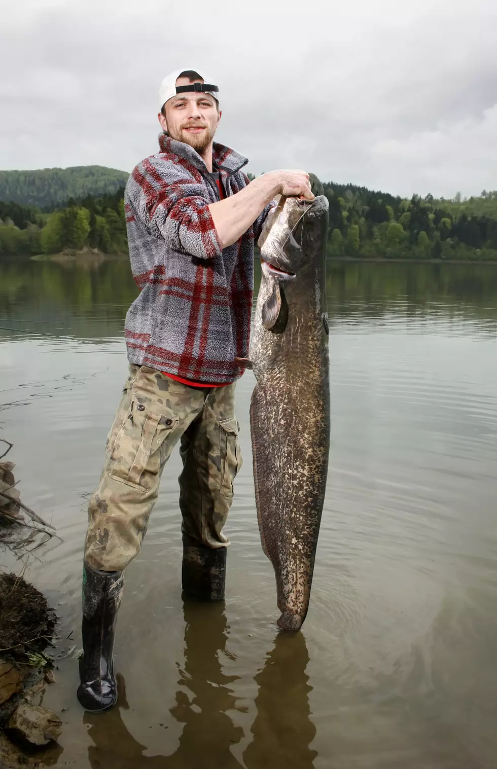 Fisherman holding a catfish over half of his size in a lake