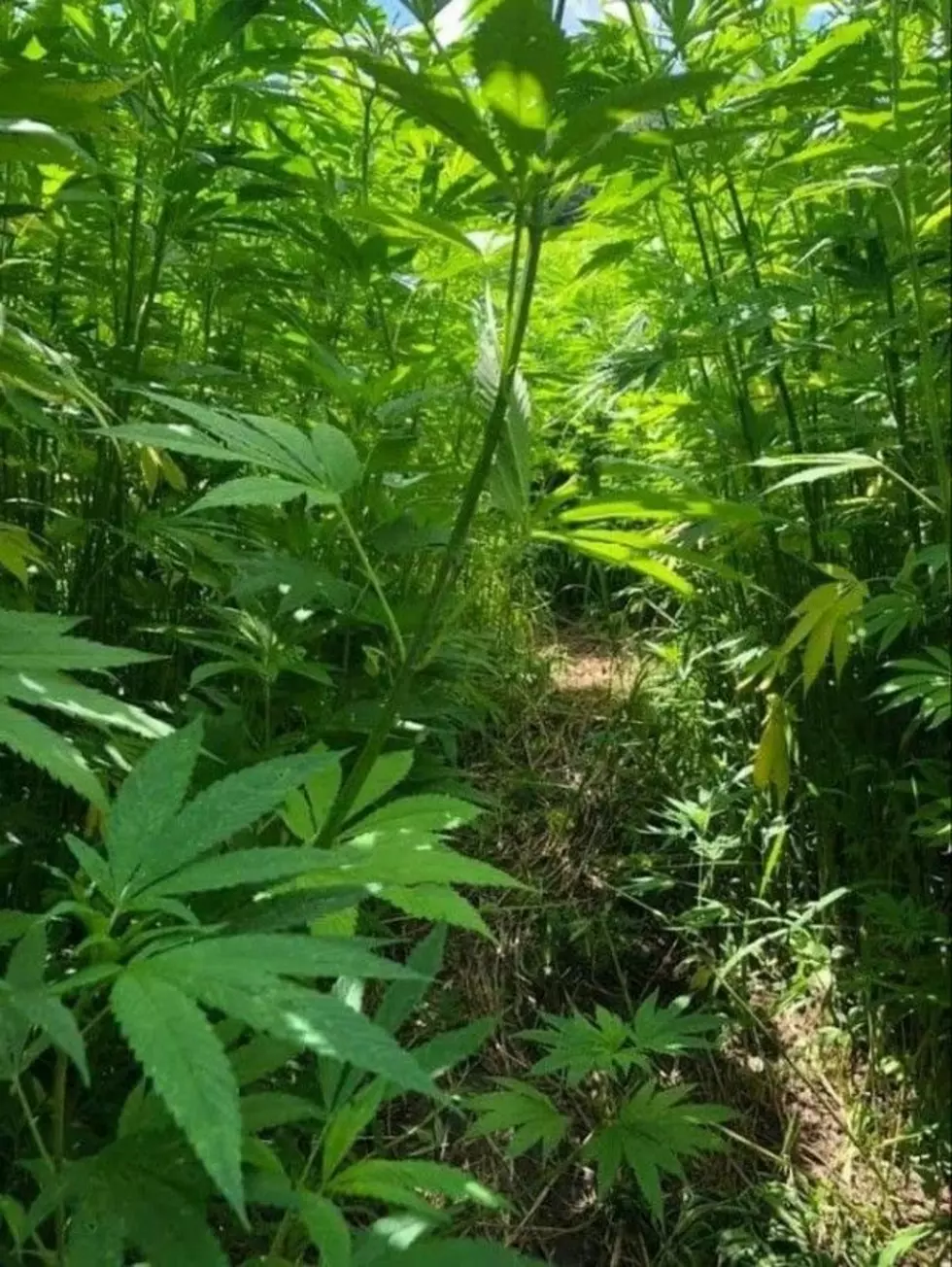 inside the hemp maze in zumbrota, minnesota