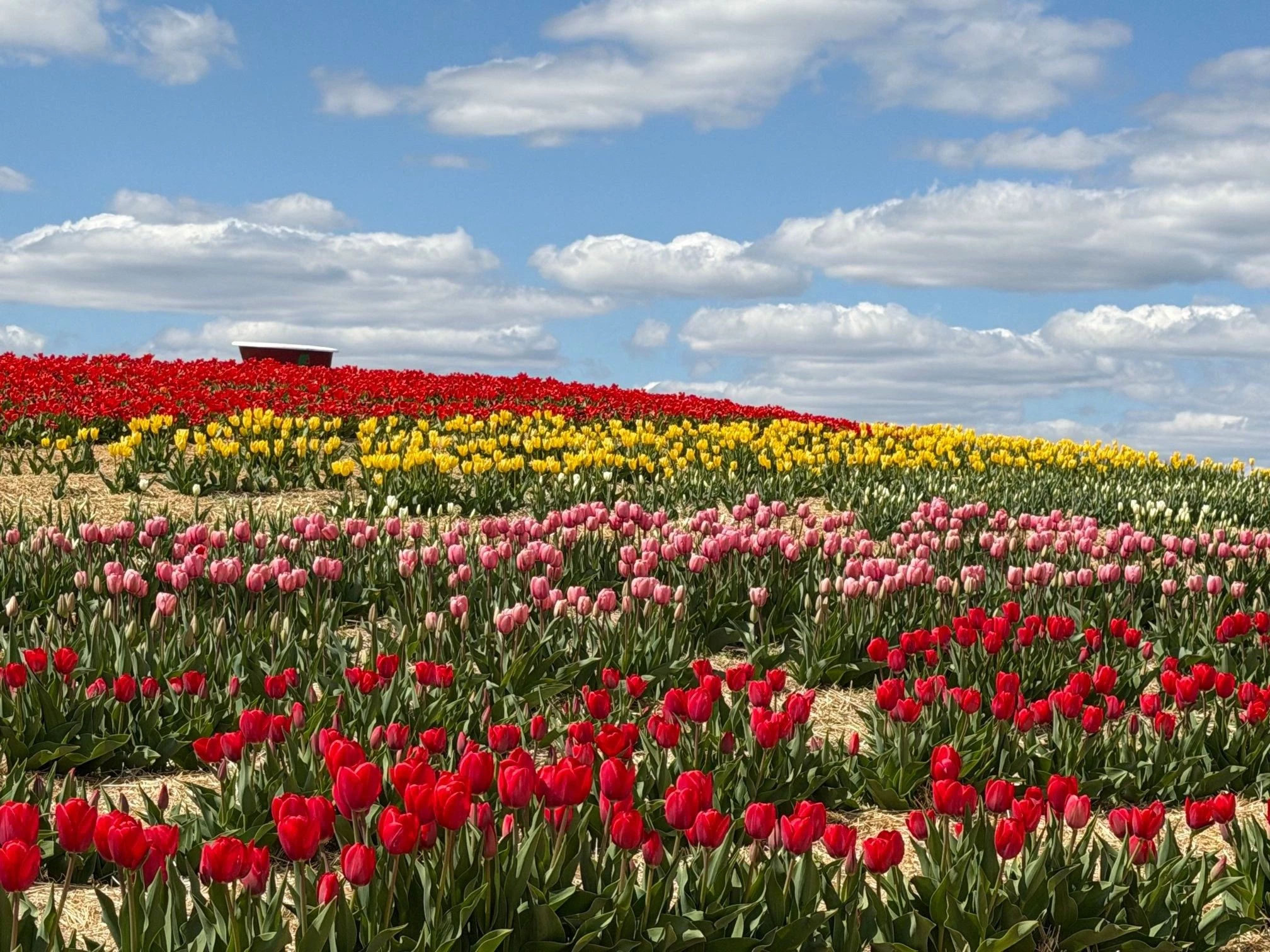 Minnesota's First Ever Tulip Festival is Happening Now