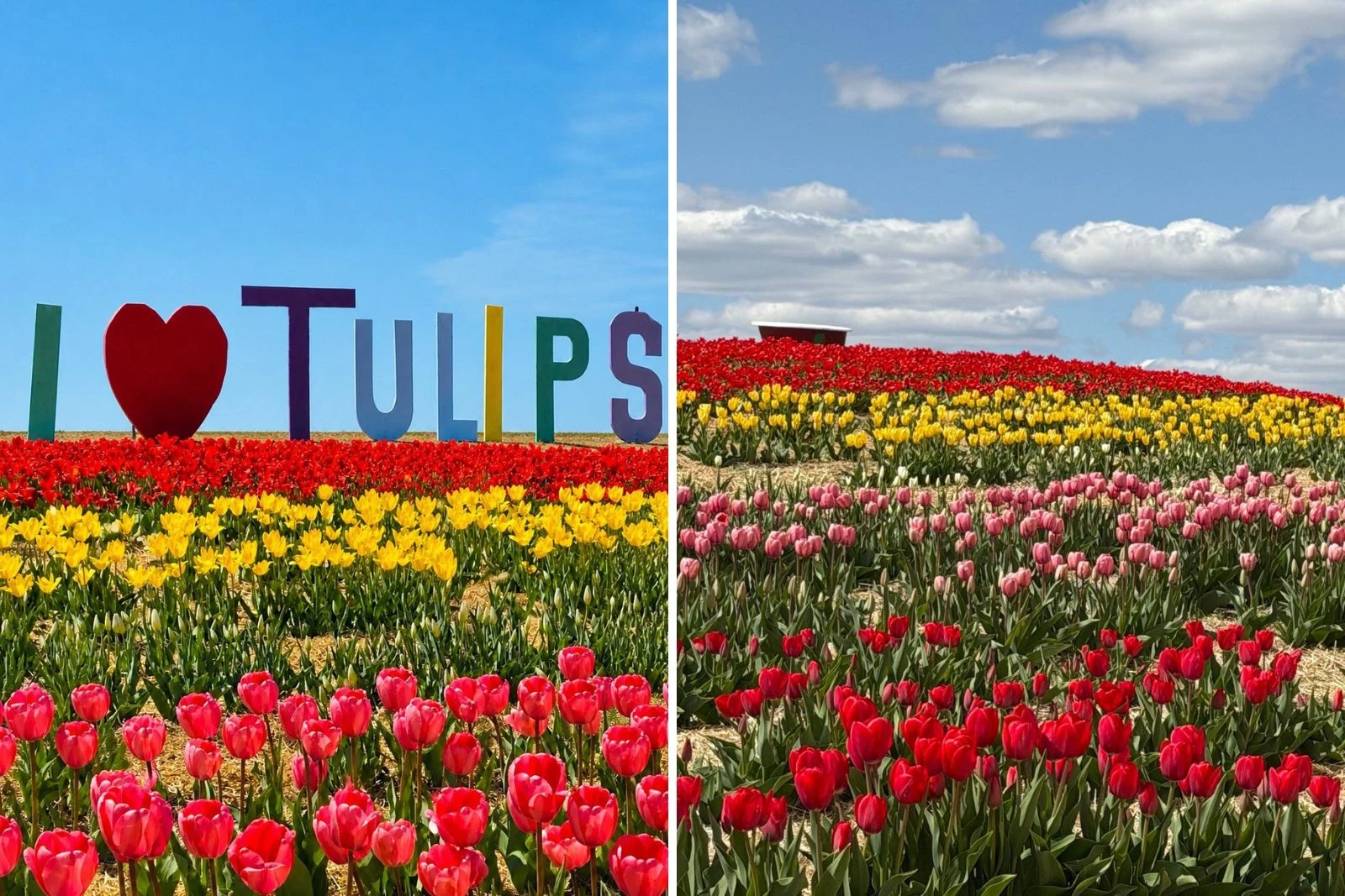 Minnesota's First Ever Tulip Festival is Happening Now