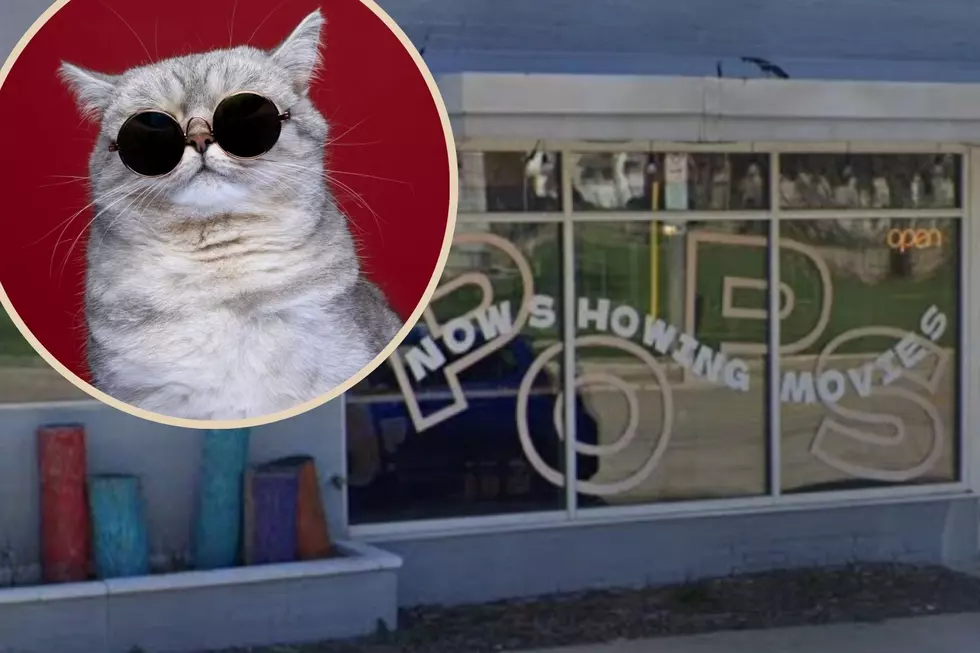 Check Out the 2026 Cat Video Fest in Rochester this Weekend