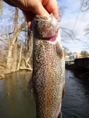 Chatfield To Host Trout Opener Events