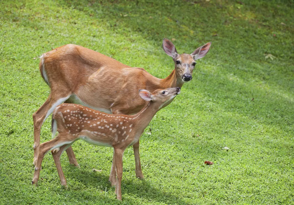 Deer Fawns Being Born – Leave Them Alone Urges DNR