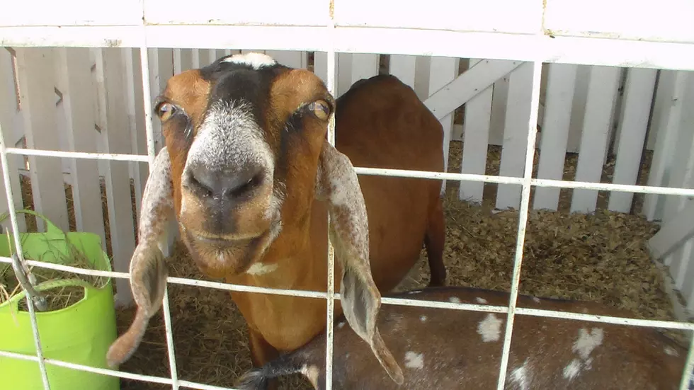 Friday Evening at the Fillmore County Fair {photos}