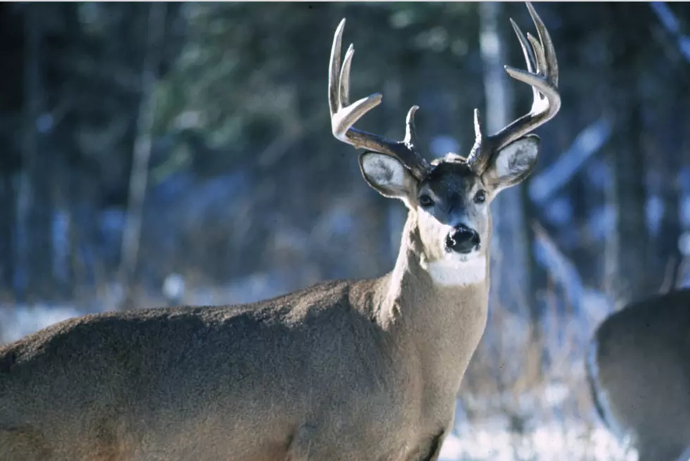 CWD Update From DNR Officer Lou Cornicelli