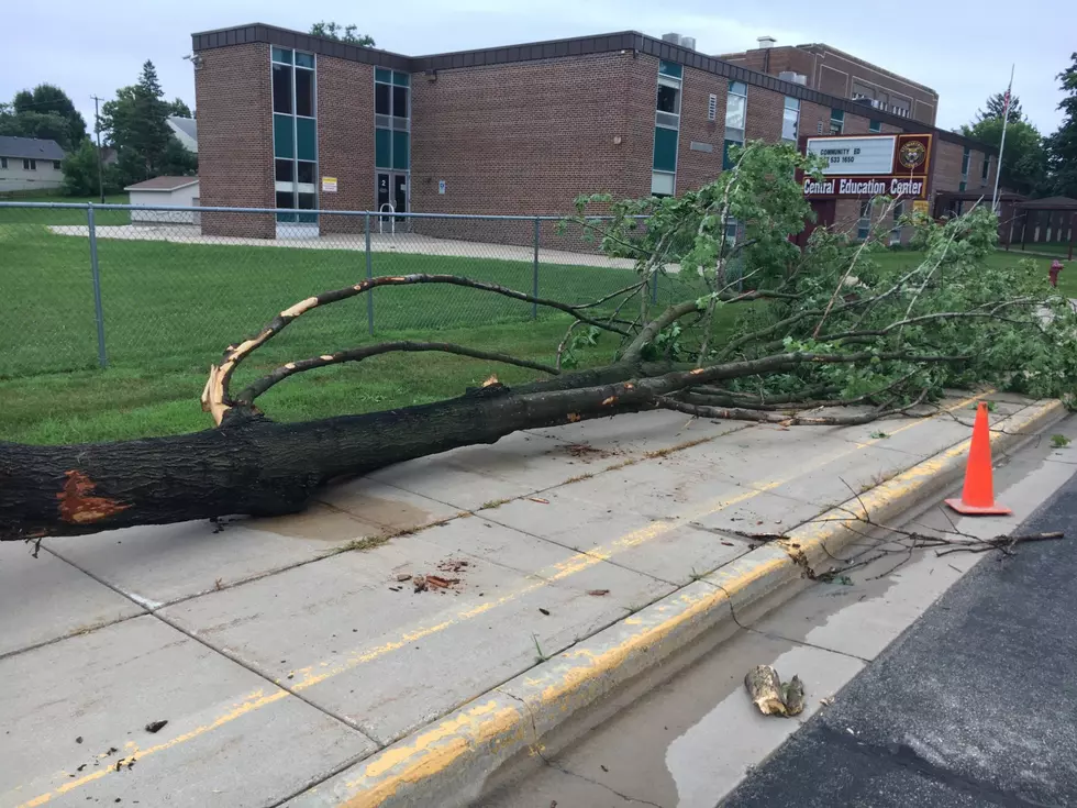 I Wonder How This Tree Got On The Sidewalk?