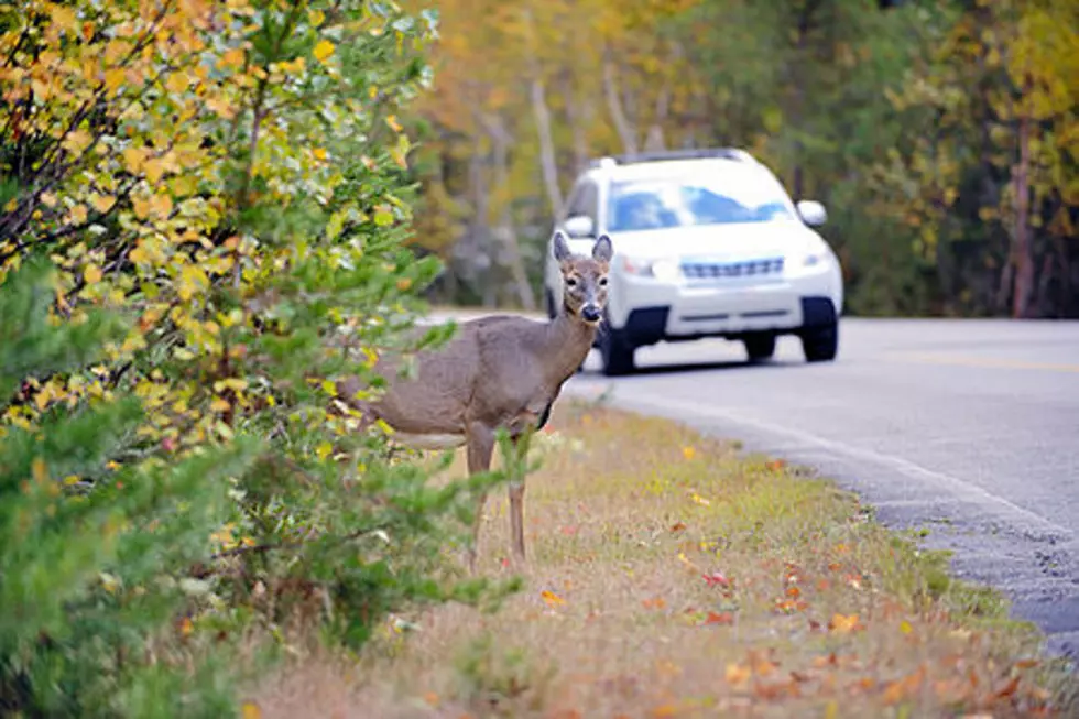 Do You Live in the Minnesota County With the Most Car-Deer Crashes?