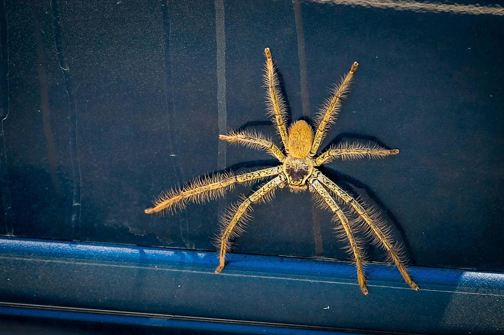 Spider Causes Traffic Issue On Minnesota Road