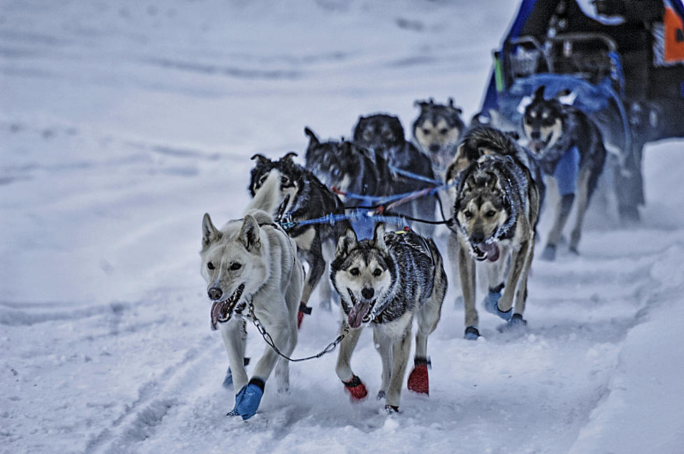 Minnesota Man and MN Company Charged With Deaths of Sled Dogs