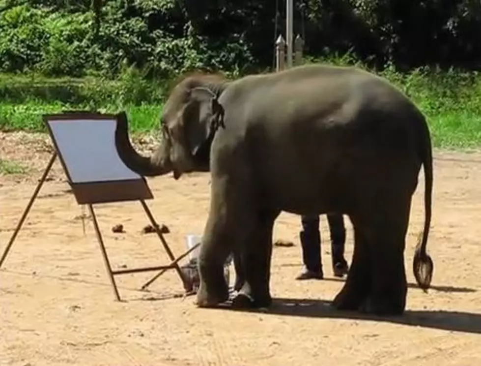 Suda -The Painting Elephant