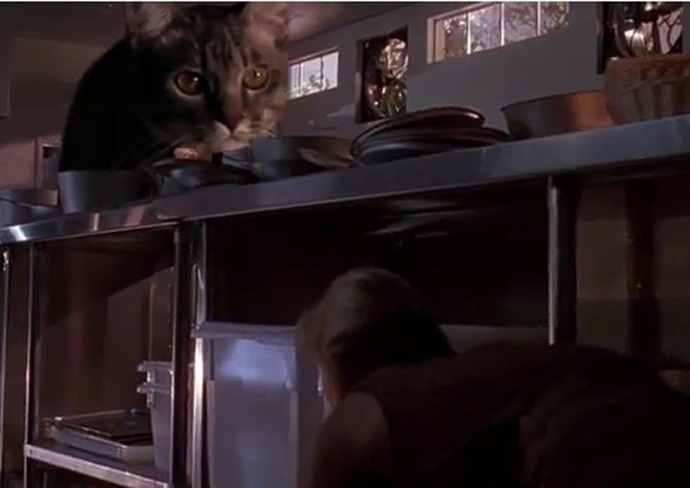 What If The Dinosaurs In &#8216;Jurassic Park&#8217; Were Replaced By Cats?