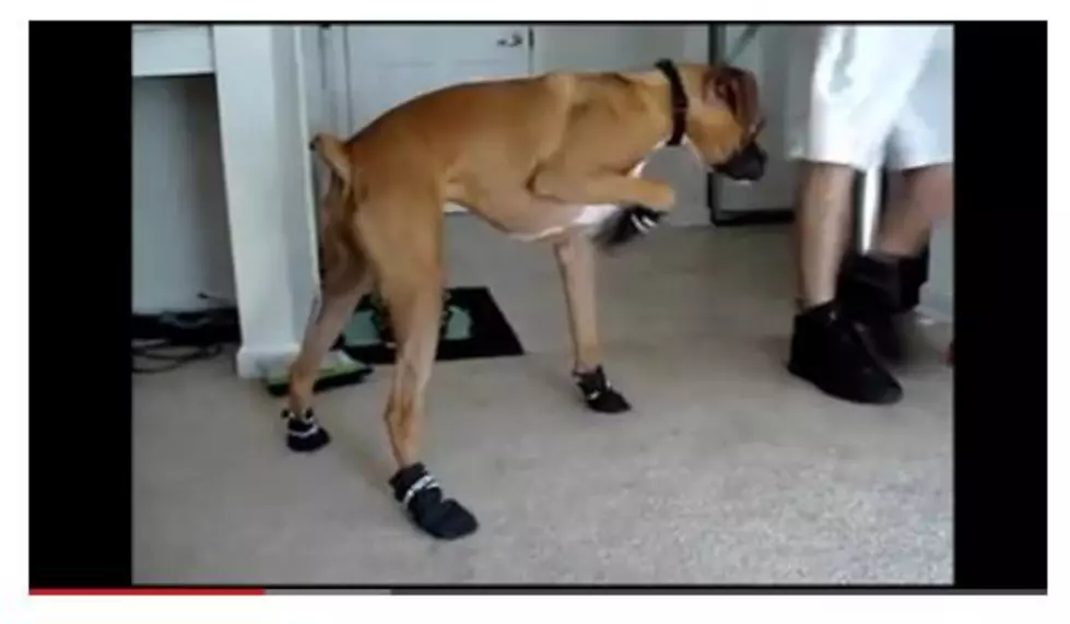 Some Humans think it is a good idea to make their dogs wear boots.
