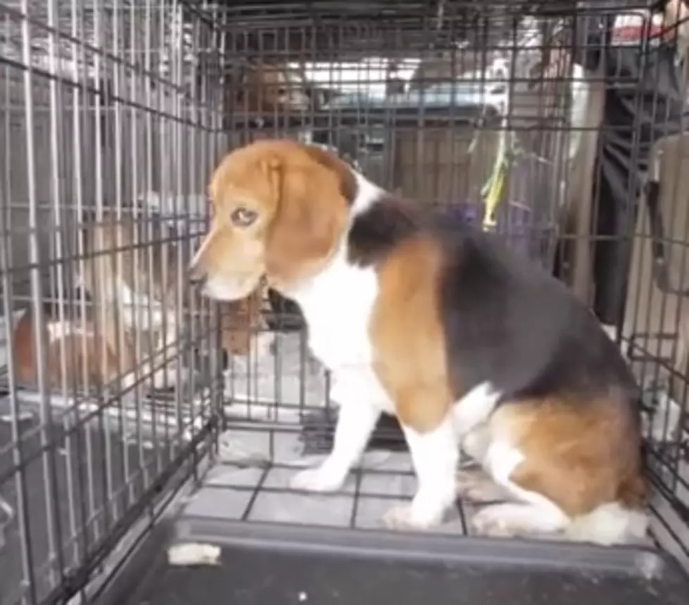 Beagles Freedom Project- Incredible Video