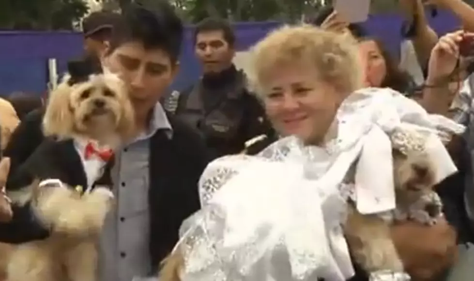Puppy Love – A Mass Doggy Wedding? [Video]