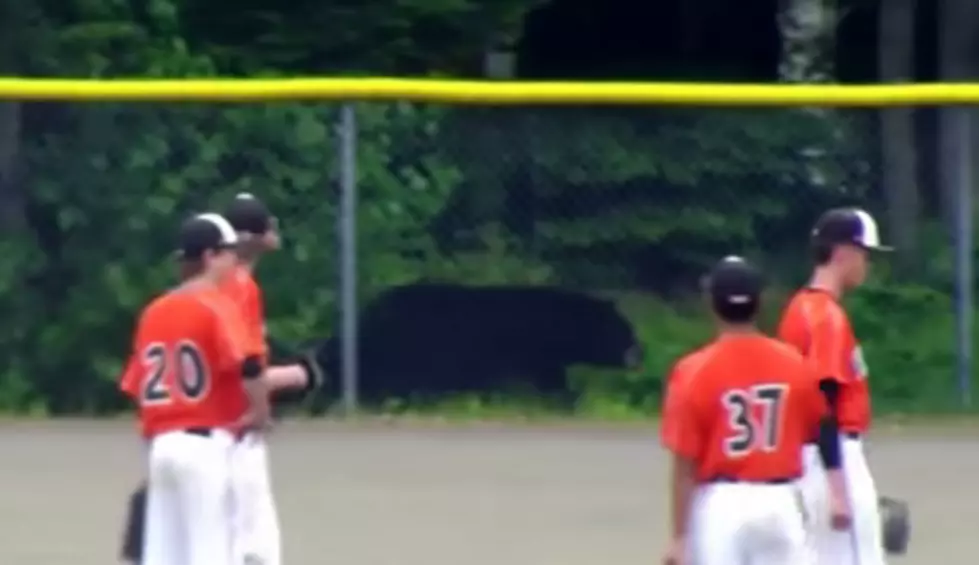 Bear Interrupts Baseball Game in Juneau &#8211; [Video]