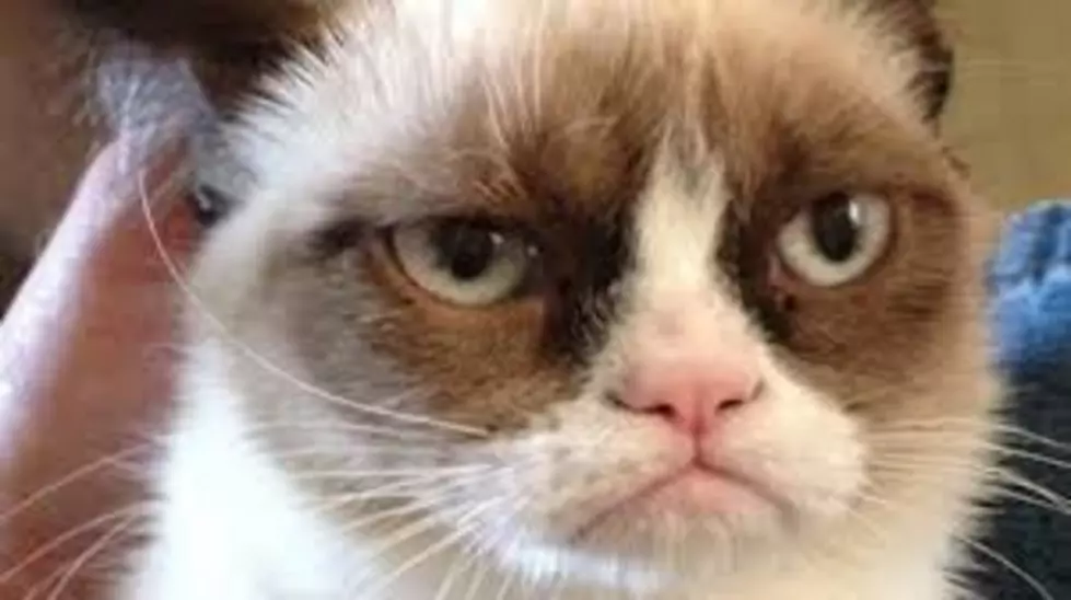 Grumpy Cat is Worth $100 Million?