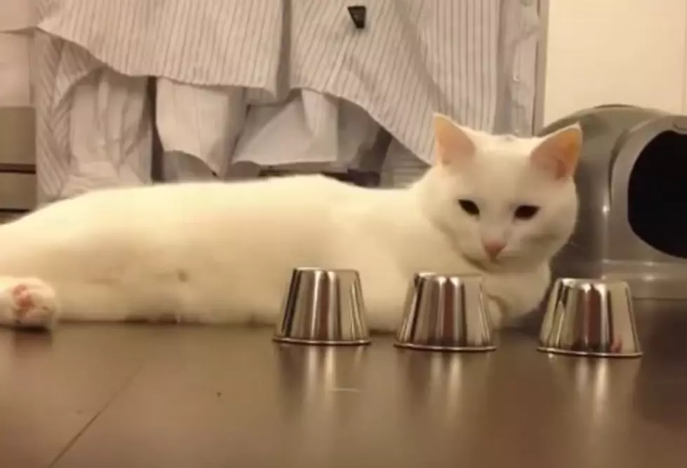 Cat Plays – And Wins – Shell/Cup Game! [VIDEO]