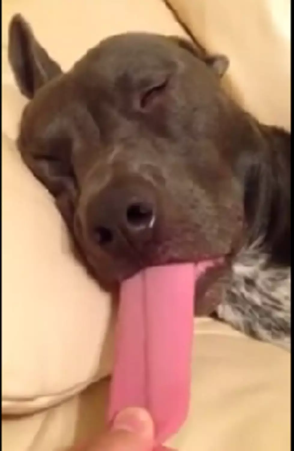 And Now&#8230;A Dog Tongue Video