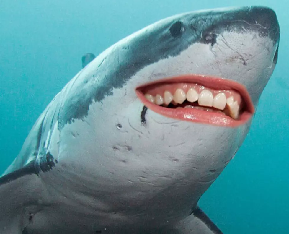 Guess the Celebrity Smile on A Shark