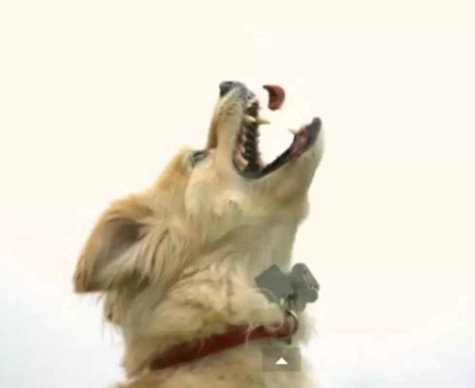 Day Brightener: Puppy Leaps And Jumps In Slow Motion [VIDEO]