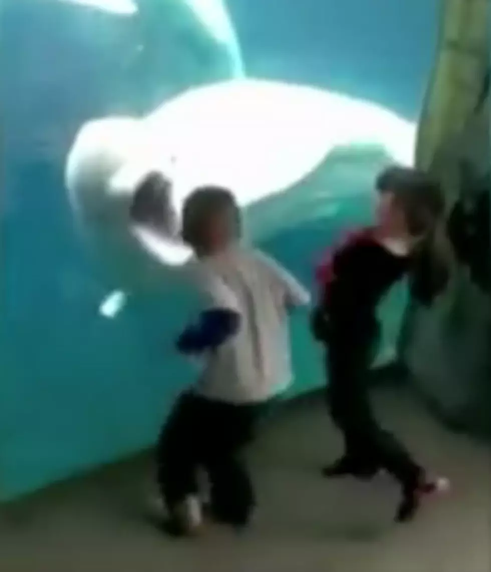 Beluga Whale Plays Peek-A-Boo With Kids At Aquarium