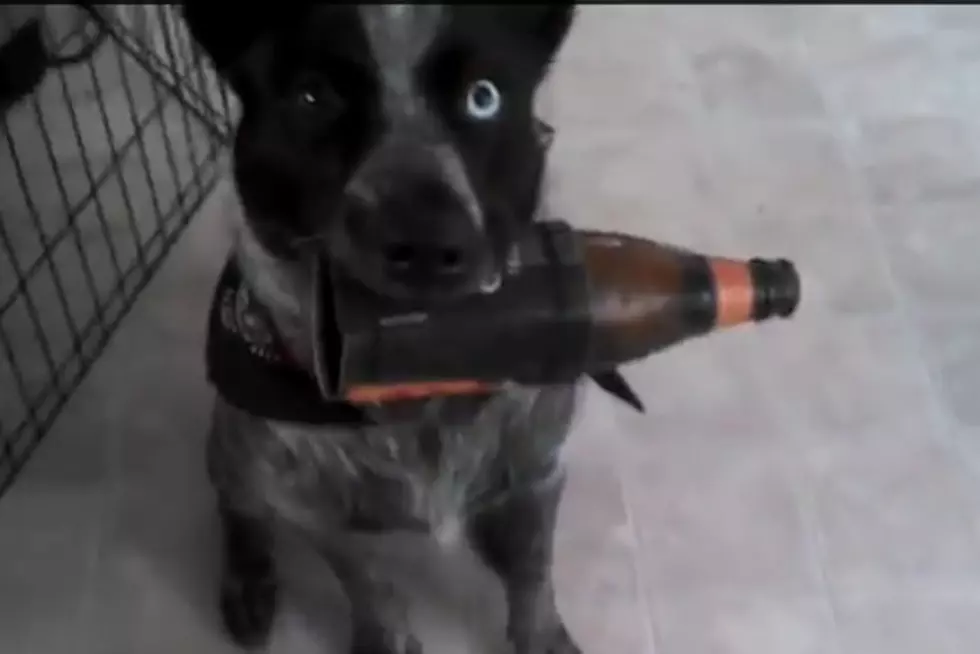 Amazing Dog Fetches Beer On Command &#8211; [Video]