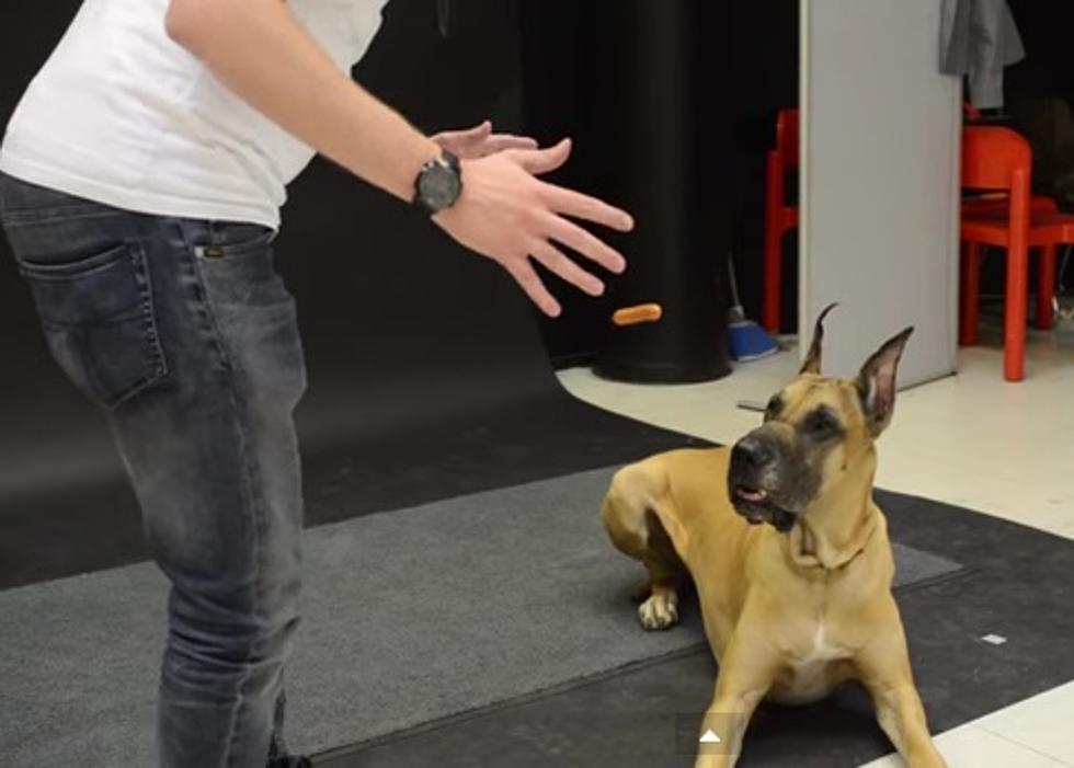  Watch These Dogs React To ‘The Levitating Wiener’ Trick