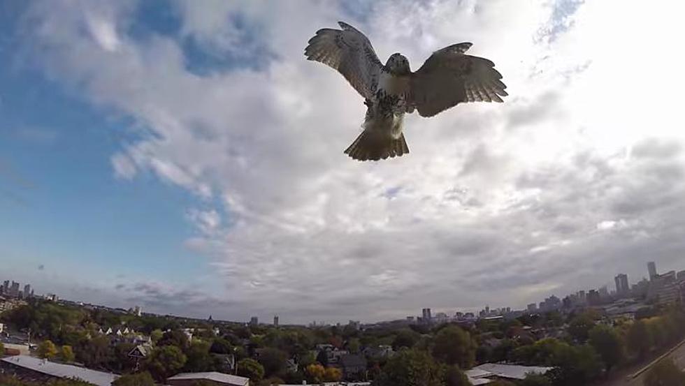  Hawk Attacks Drone!
