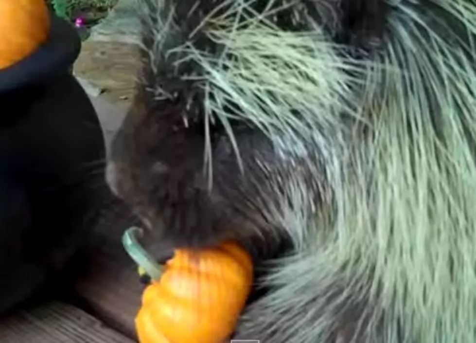 Teddy Bear The Porcupine’s Halloween Feast